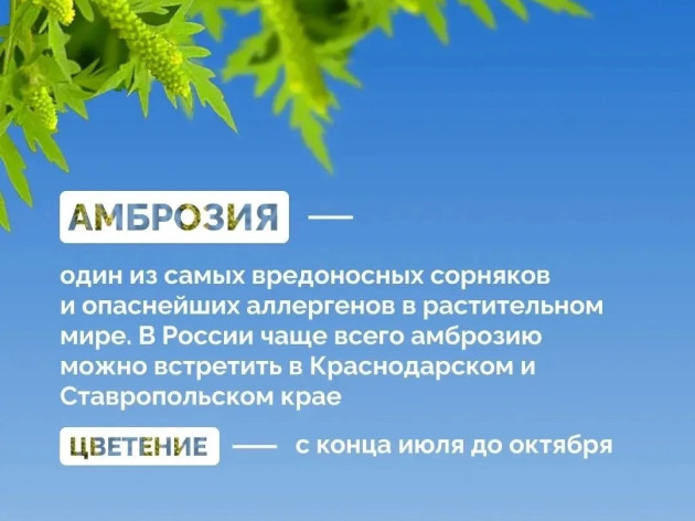 Как бороться с амброзией
